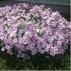 Петуния Тайдал Вейв Сильвер